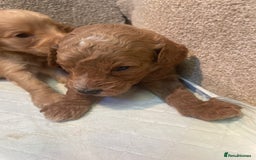 Cockapoo dogs for sale: Beautiful cockapoos - Image 4