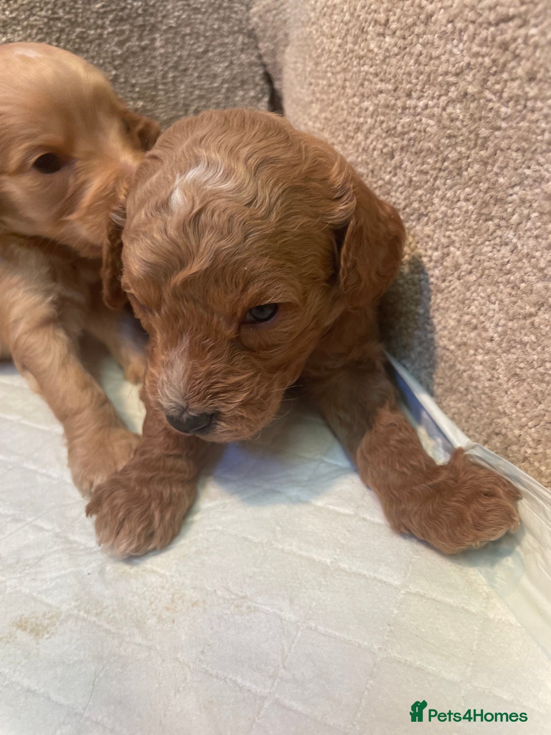 Cockapoo dogs for sale: Beautiful cockapoos - Image 4