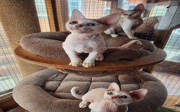 Devon Rex cats for sale: 2 Devon Rex kittens for sale!🐯🐯 - Image 4