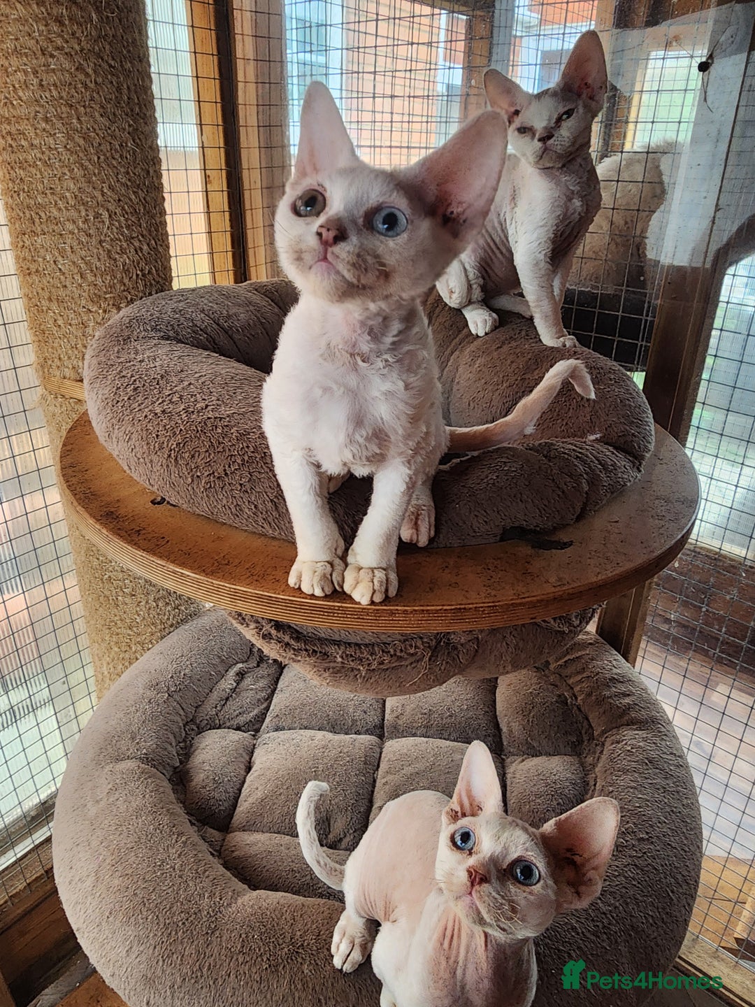 Devon Rex cats for sale: 2 Devon Rex kittens for sale!🐯🐯 - Image 4