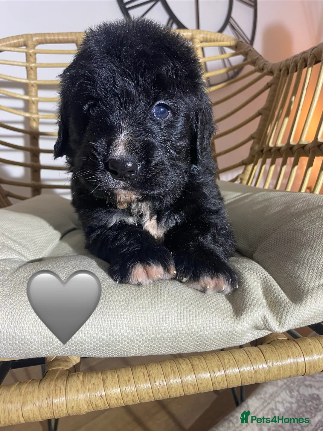 Mixed Breed dogs for sale: Golden Bernese Puppies 🖤🤍🤎 - Advert 32