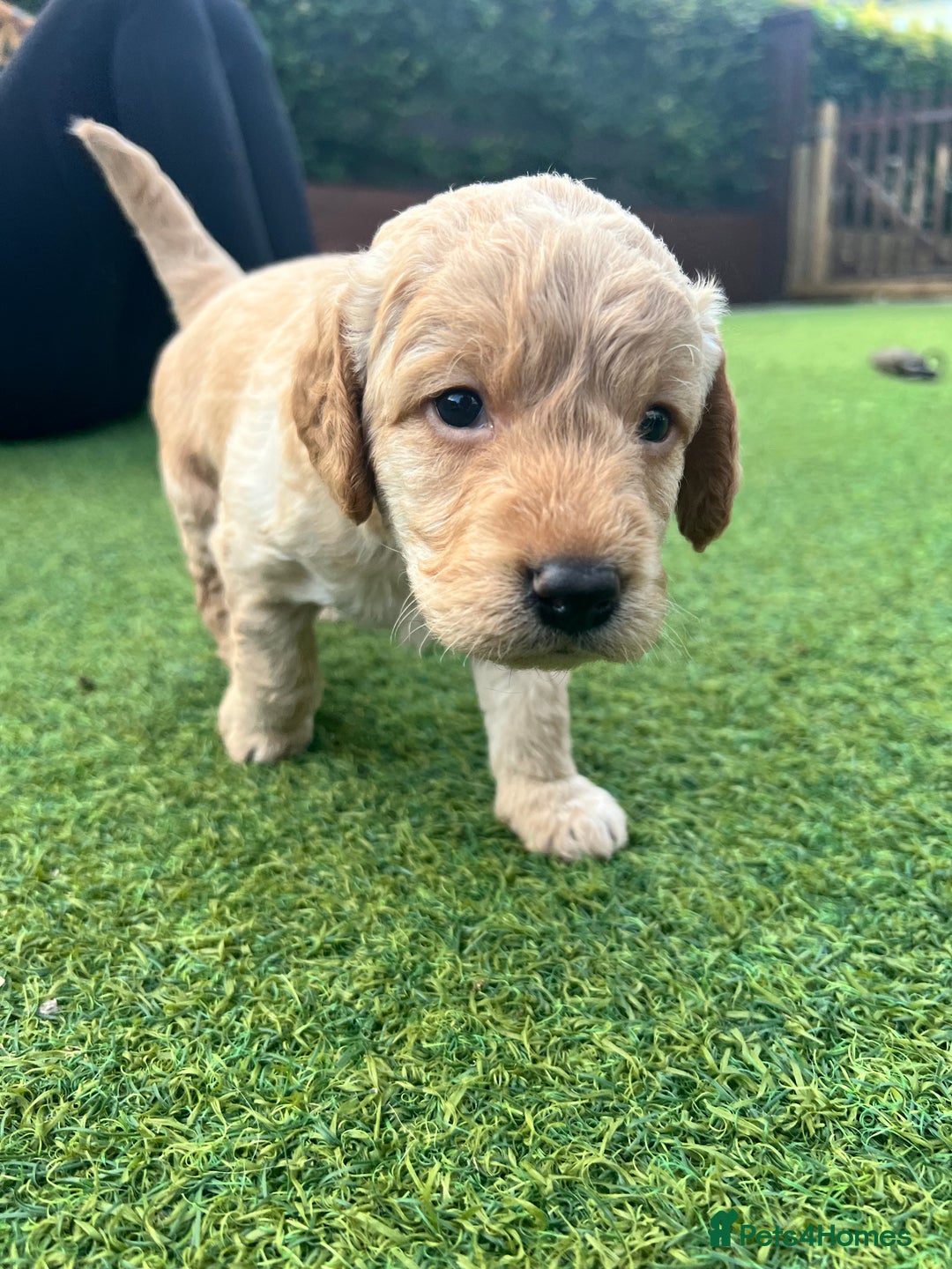 Labradoodle dogs for sale: Gorgeous Litter of F1 Labradoodle Puppies  in Lydbury North - Image 6