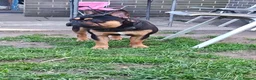 French Bulldog dogs for stud: French bulldog male for stud (black & tan) in Manchester - Advert 2