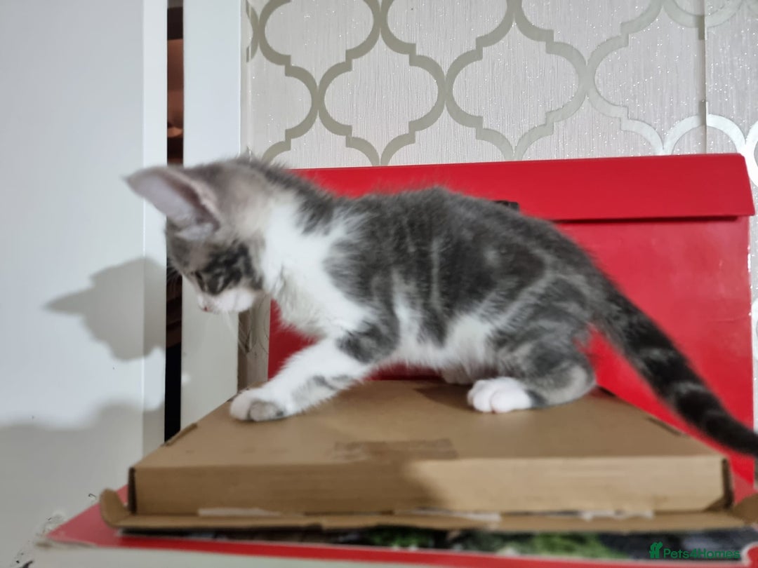 Domestic Shorthair cats for sale: 5 Beautiful Kittens Looking for Forever Homes - Image 14