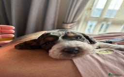 Cockapoo dogs for sale: Cockapoo puppies - Advert 6