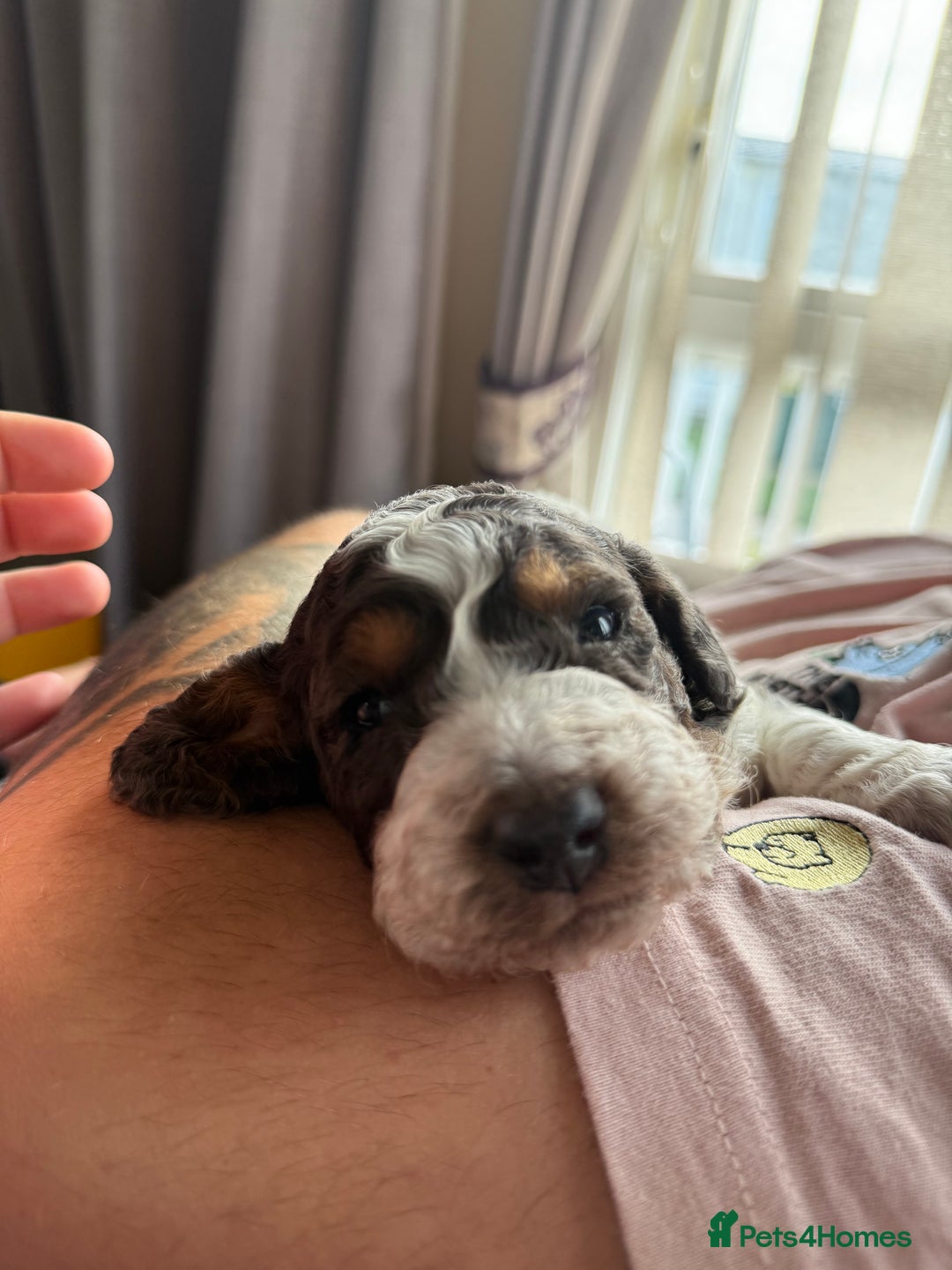 Cockapoo dogs for sale: Cockapoo puppies - Advert 6