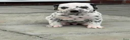 Dalmatian dogs for sale: Mr black - gorgeous black boy …..  - Advert 10