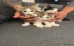 Mixed Breed cats for sale: Gorgeous mixed kittens from European Tabby breed - Image 4