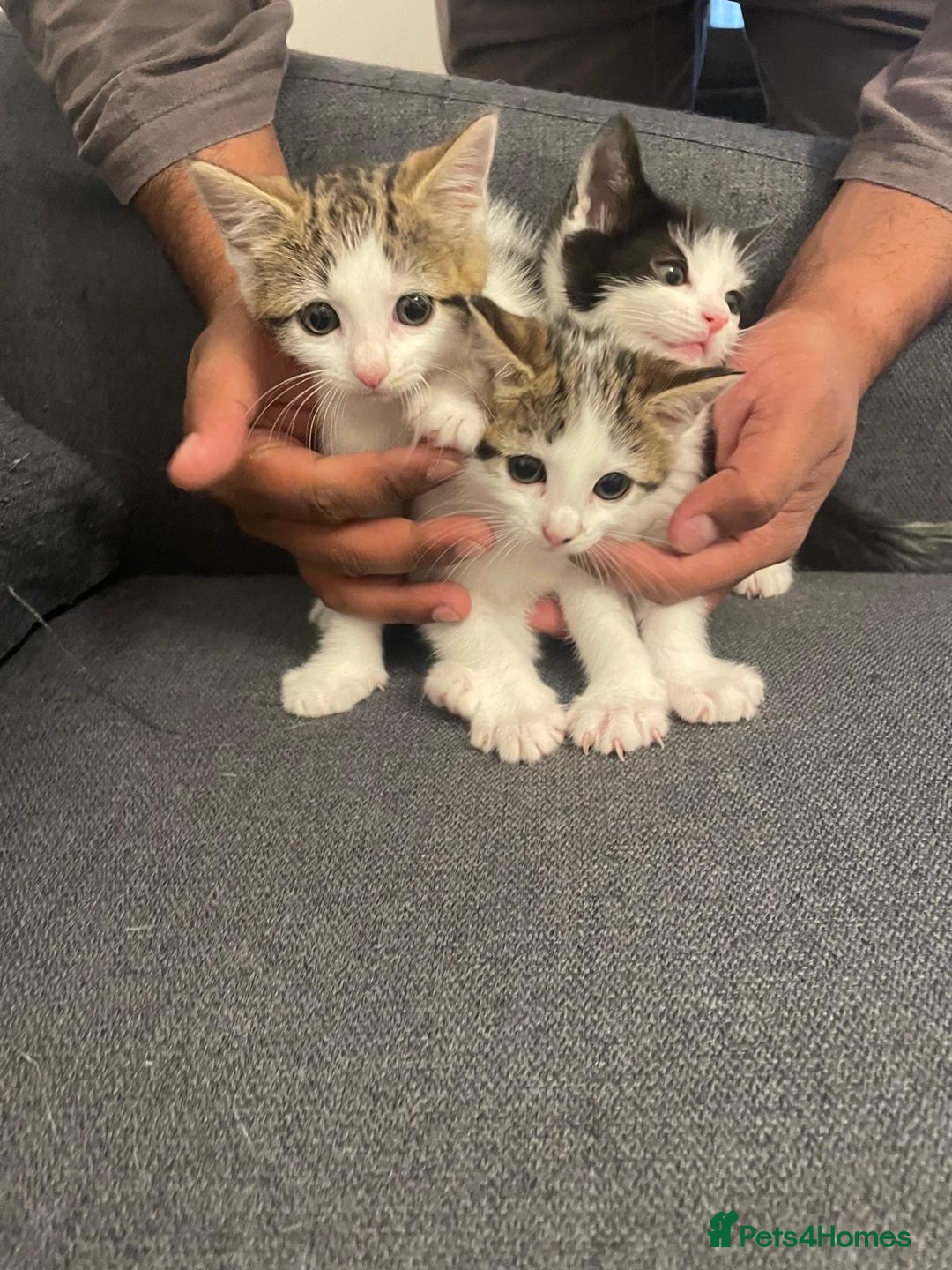 Mixed Breed cats for sale: Gorgeous mixed kittens from European Tabby breed - Image 4