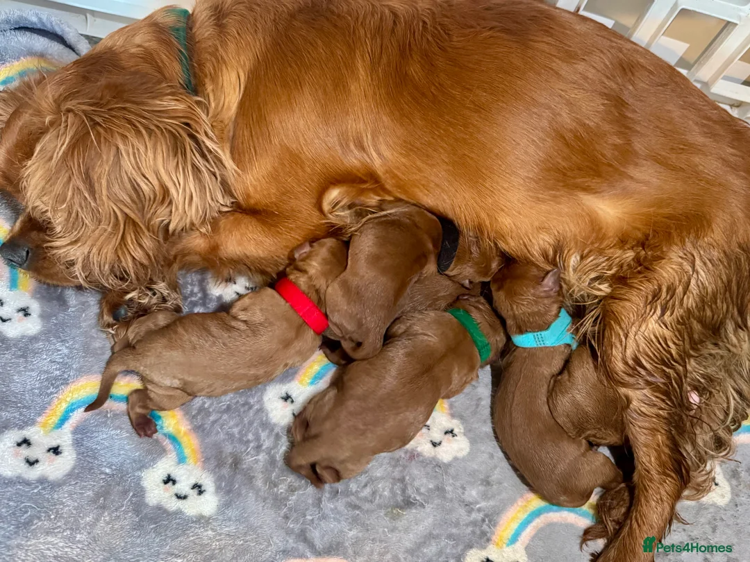 Cavapoo dogs for sale: F1 cavapoos  - Advert 15