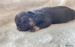 French Bulldog dogs for sale: Beautiful litter off French bulldog puppies  - Image 21