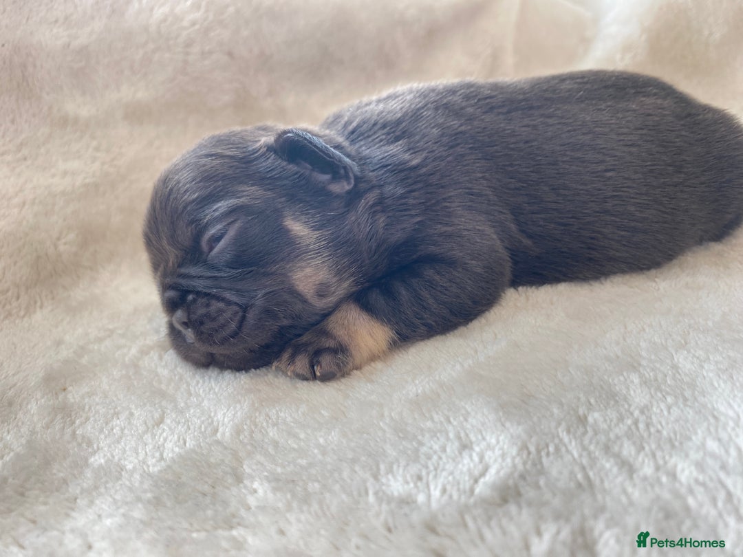 French Bulldog dogs for sale: Beautiful litter off French bulldog puppies  - Image 21