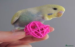 Budgerigars birds for sale: Hand reared silly tame baby budgies  - Image 4