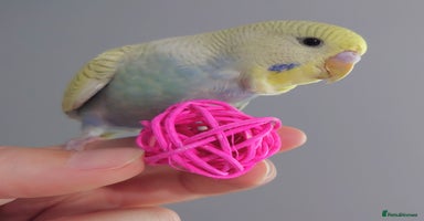 Budgerigars birds - Advert 6