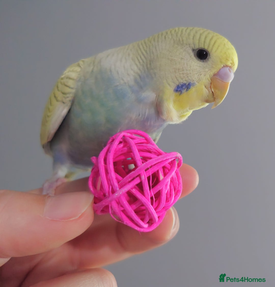 Budgerigars birds for sale: Hand reared silly tame baby budgies  - Image 4