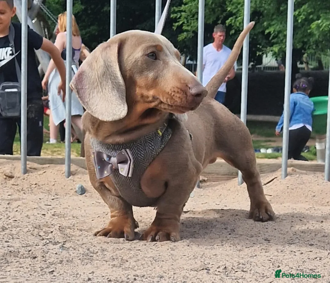 Miniature Dachshund dogs for stud: **RogueRoyales Hennessy** PRA Clear Isabella & Tan in Wolverhampton - Advert 3