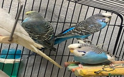 Budgerigars birds for sale: Budgies for sale - £15 each clearance - Image 1