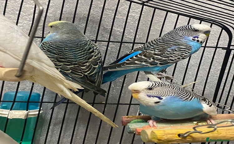 Budgerigars birds - Advert 6