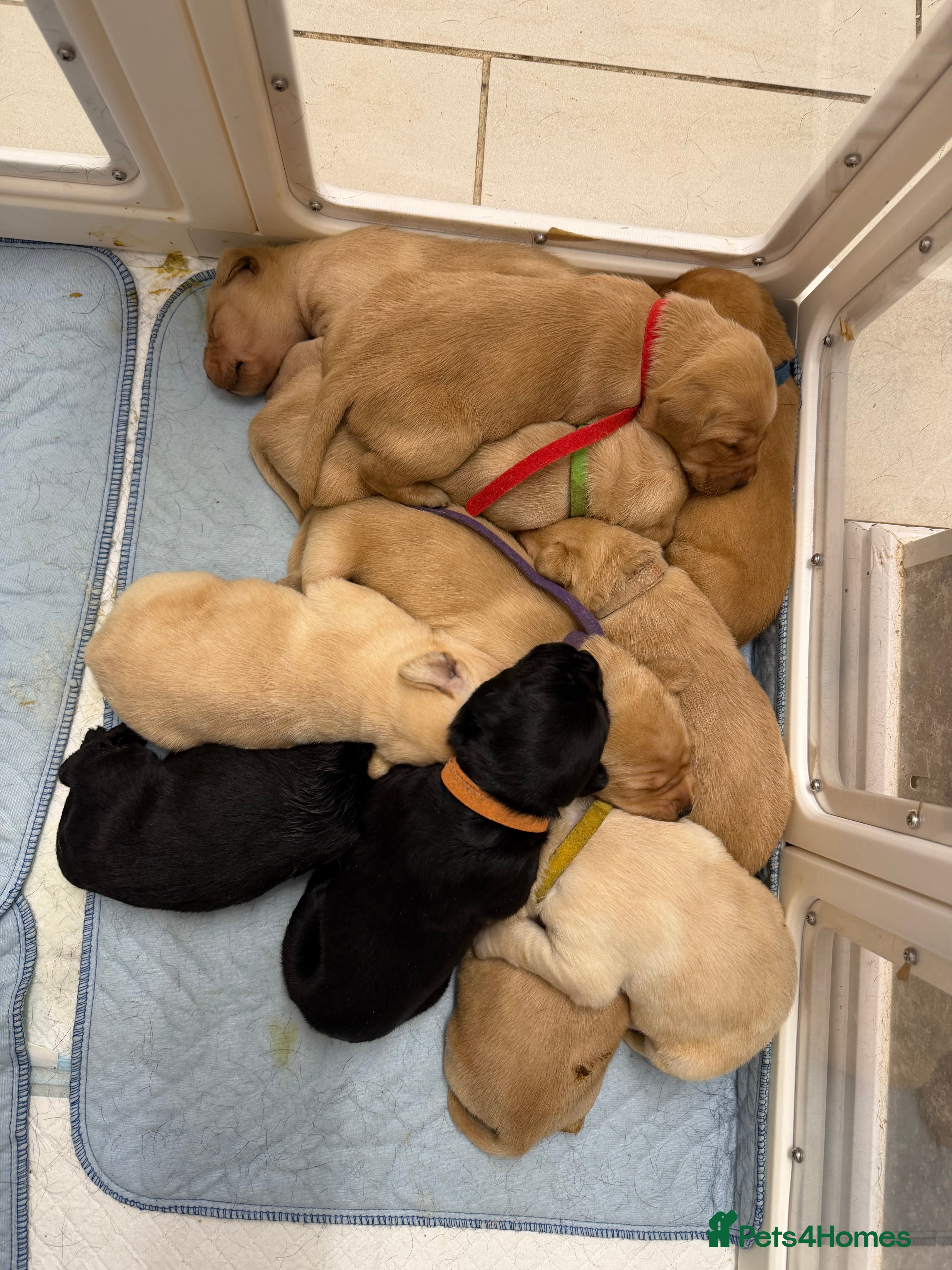 Labrador Retriever dogs Labrador Puppies for sale - Advert 9