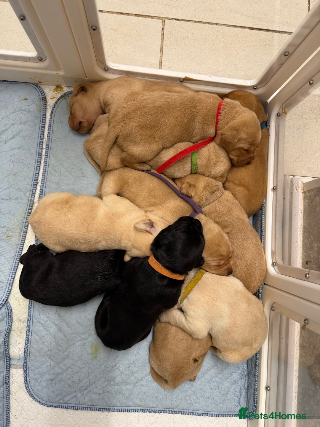 Labrador Retriever dogs for sale: Labrador Puppies for sale - Advert 1