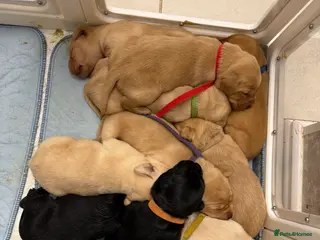 Labrador Retriever dogs Labrador Puppies for sale - Advert 18