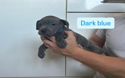 Staffordshire Bull Terrier dogs for sale: 3 blue Staffordshire bull terriers males  - Image 2