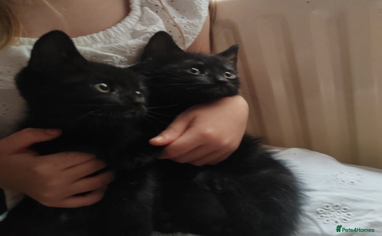Mixed Breed cats - Advert 14