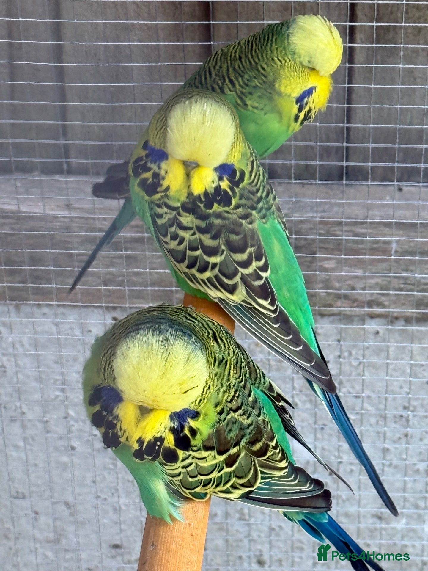 Budgerigars birds 2 x Green cock  - Advert 1
