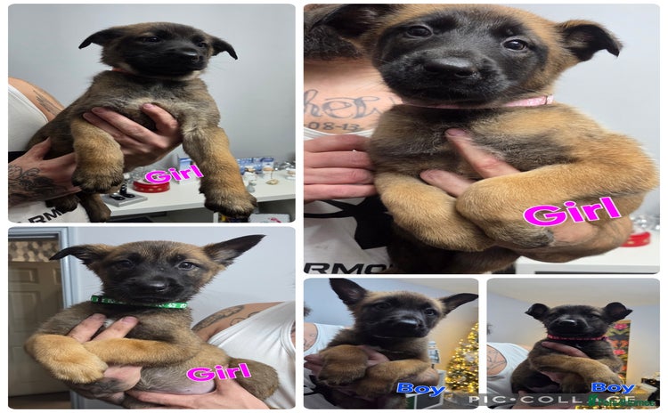 Belgian Shepherd Dog dogs Belgian malinois - Advert 10