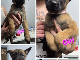 Belgian Shepherd Dog dogs Belgian malinois - Advert 8