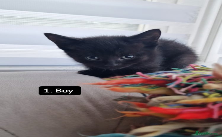 Mixed Breed cats - Advert 9