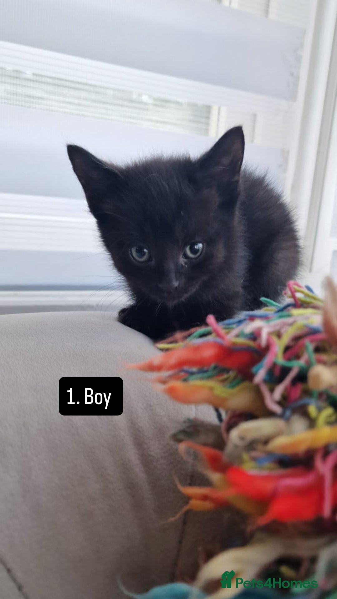 Mixed Breed cats for sale: Kittens - Image 1