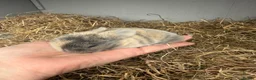 Mixed Breed rabbits for sale: Mini Rex x mini lop bunnies for sale  in Bampton - Advert 4