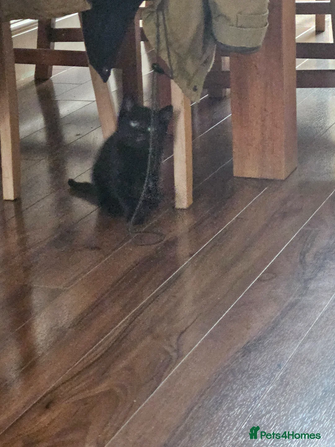 Mixed Breed cats for sale: Adorable black male kittens  - Advert 2