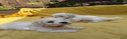 Bichon Frise dogs for sale: ⭐️Gorgeous Bichon Frise Puppies Available ⭐️ in Glasgow - Advert 7