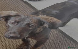 Mixed Breed dogs for adoption: Amaya is a gorgeous pup looking for the best home - Image 1