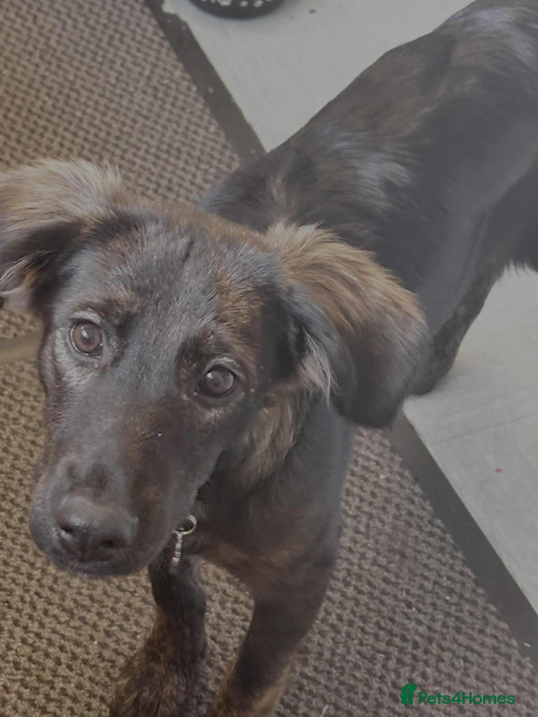 Mixed Breed dogs for adoption: Amaya is a gorgeous pup looking for the best home - Image 1