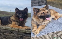 German Shepherd dogs for sale: KC REGISTERED HEALTH TESTED PARENTS READY NOW - Image 5