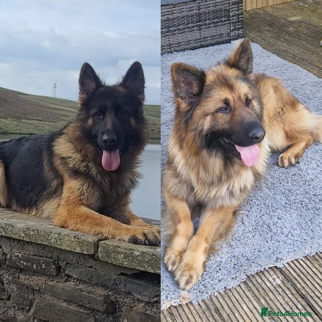 German Shepherd dogs for sale: KC REGISTERED HEALTH TESTED PARENTS READY NOW - Image 5