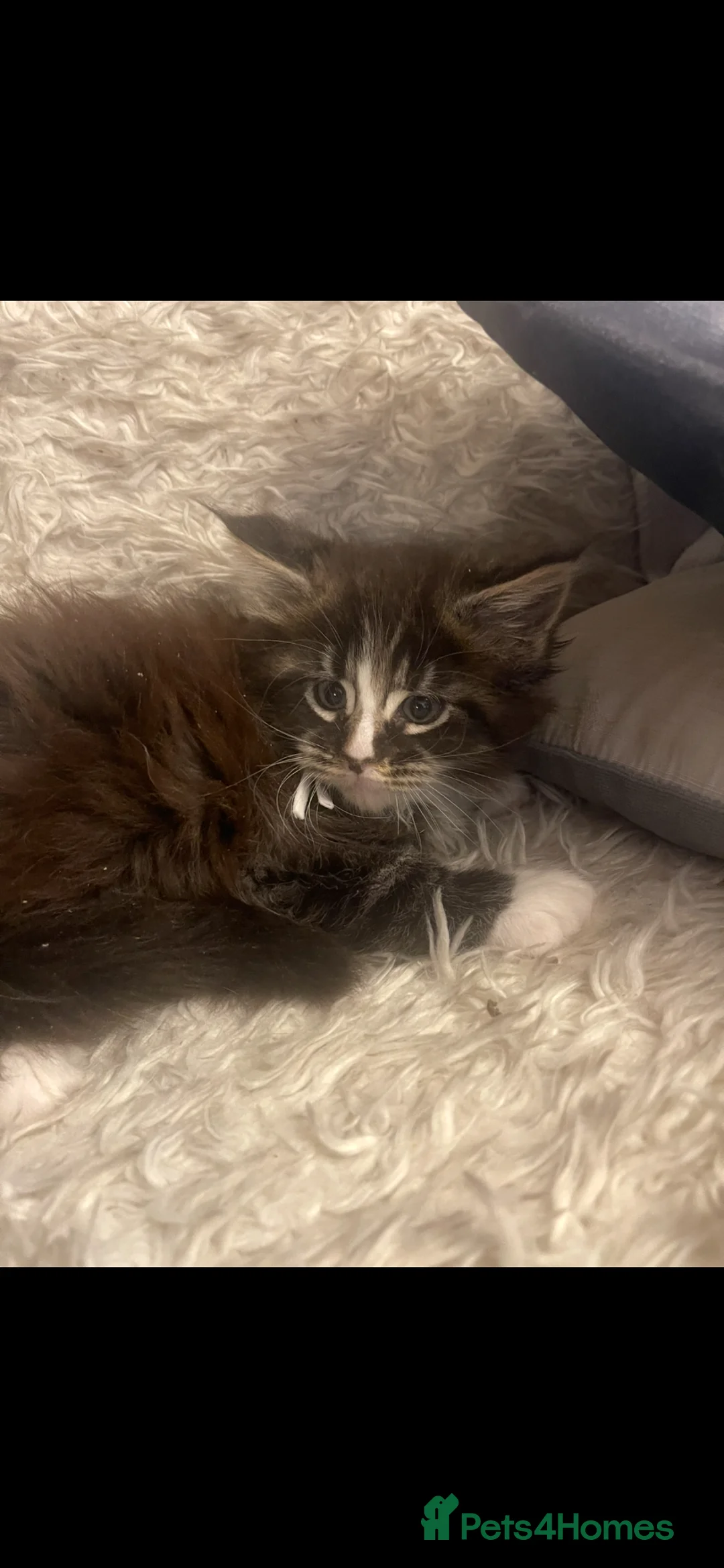 Maine Coon cats for sale: Maine coon in Edinburgh - Advert 2