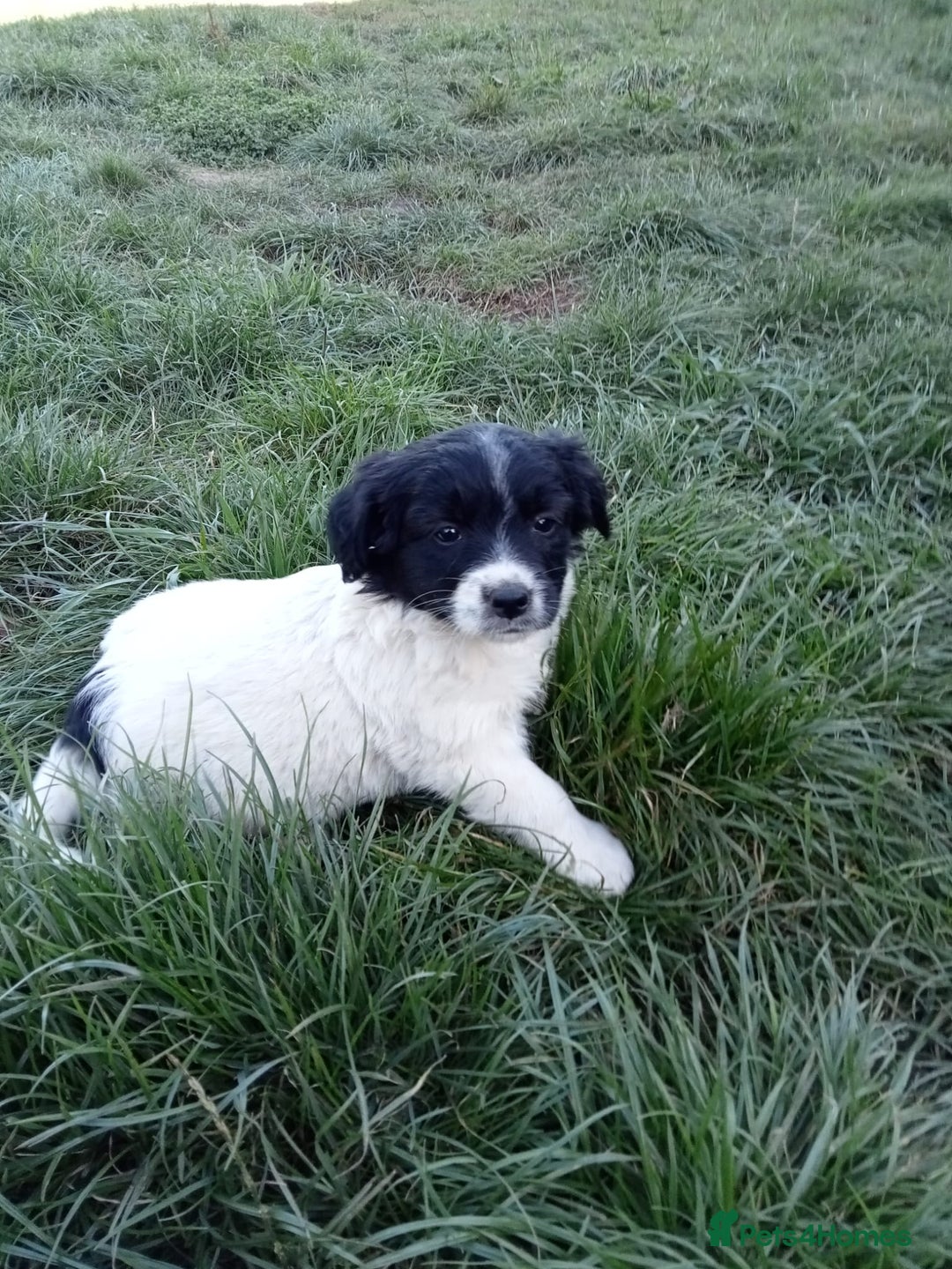 Mixed Breed dogs for sale: Three Springer Spaniel/Spitz Mittel Puppies  - Image 10
