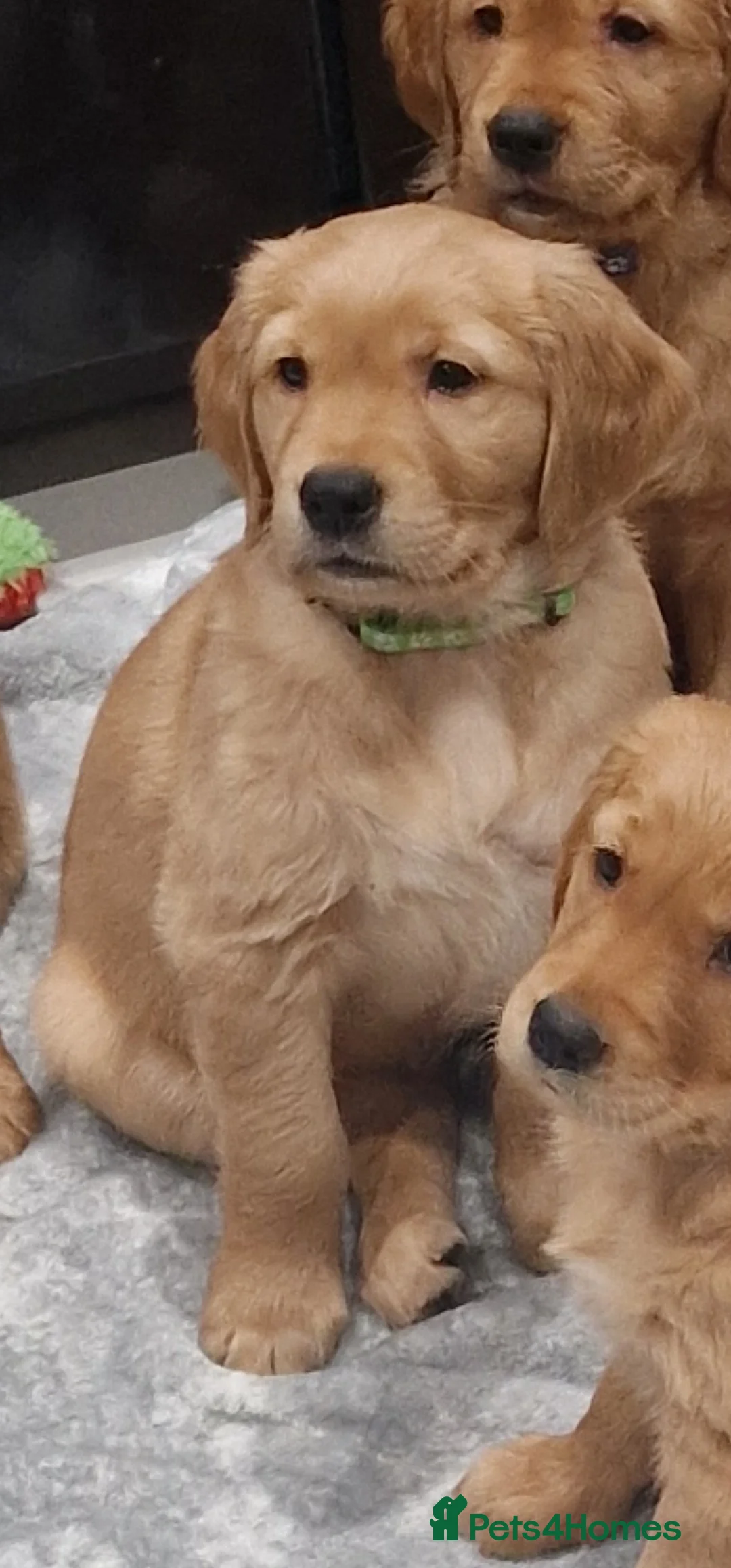 Golden Retriever dogs for sale: Beautiful KC-Registered Golden Retriever Puppies - Advert 26