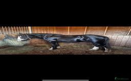 Irish Cob horses for sale: 3 year old cob Milton for sale  - Image 7