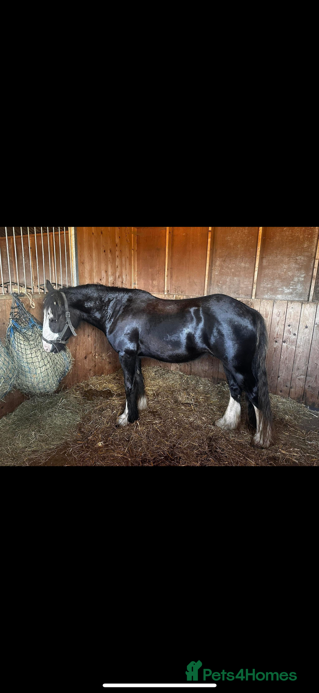 Irish Cob horses for sale: 3 year old cob Milton for sale  - Image 7