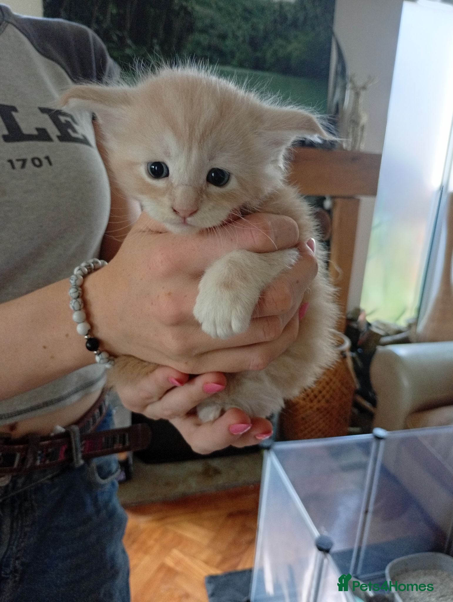Maine Coon cats Fully health tested, Tica registered - Advert 1