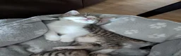 Bengal cats for sale: 😻😻 Beautiful Bengal Cross Kittens For Sale 😻😻 - Advert 36