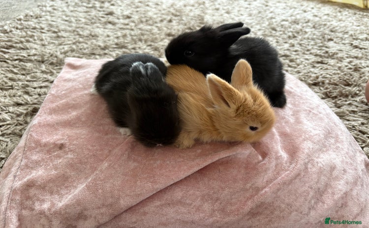 Lionhead rabbits - Advert 4