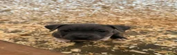 Staffordshire Bull Terrier dogs for sale: Lovely Staffordshire Bull Terrier Pups - Advert 2
