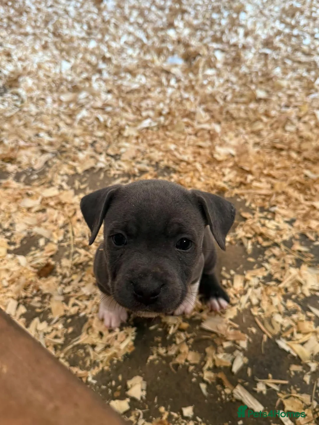 Staffordshire Bull Terrier dogs for sale: Lovely Staffordshire Bull Terrier Pups - Advert 2