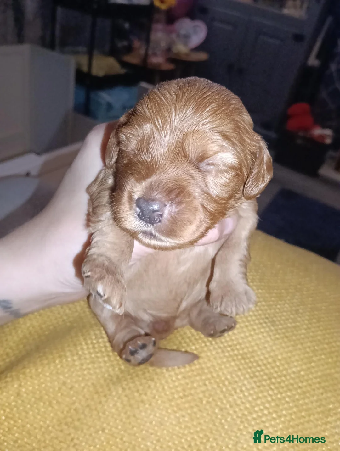 Cockapoo dogs for sale: F1b cockapoo puppies  - Advert 23